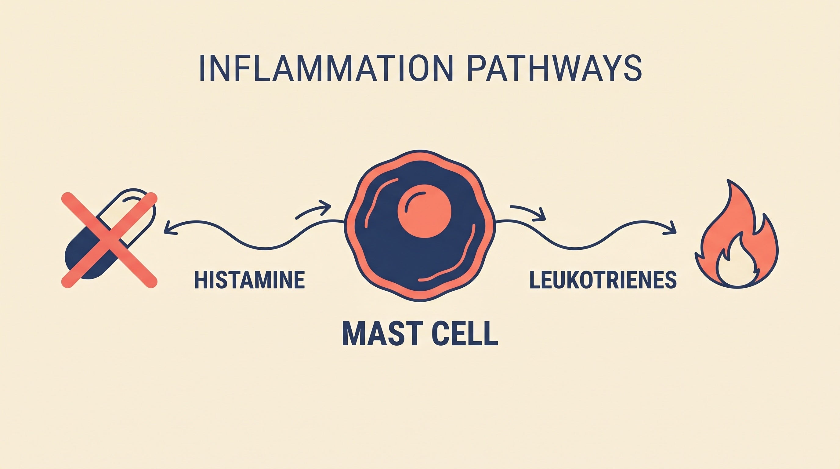 Diagram of two inflammation pathways branching from a mast cell, histamine blocked by an antihistamine pill, leukotriene shown as an unblocked flame