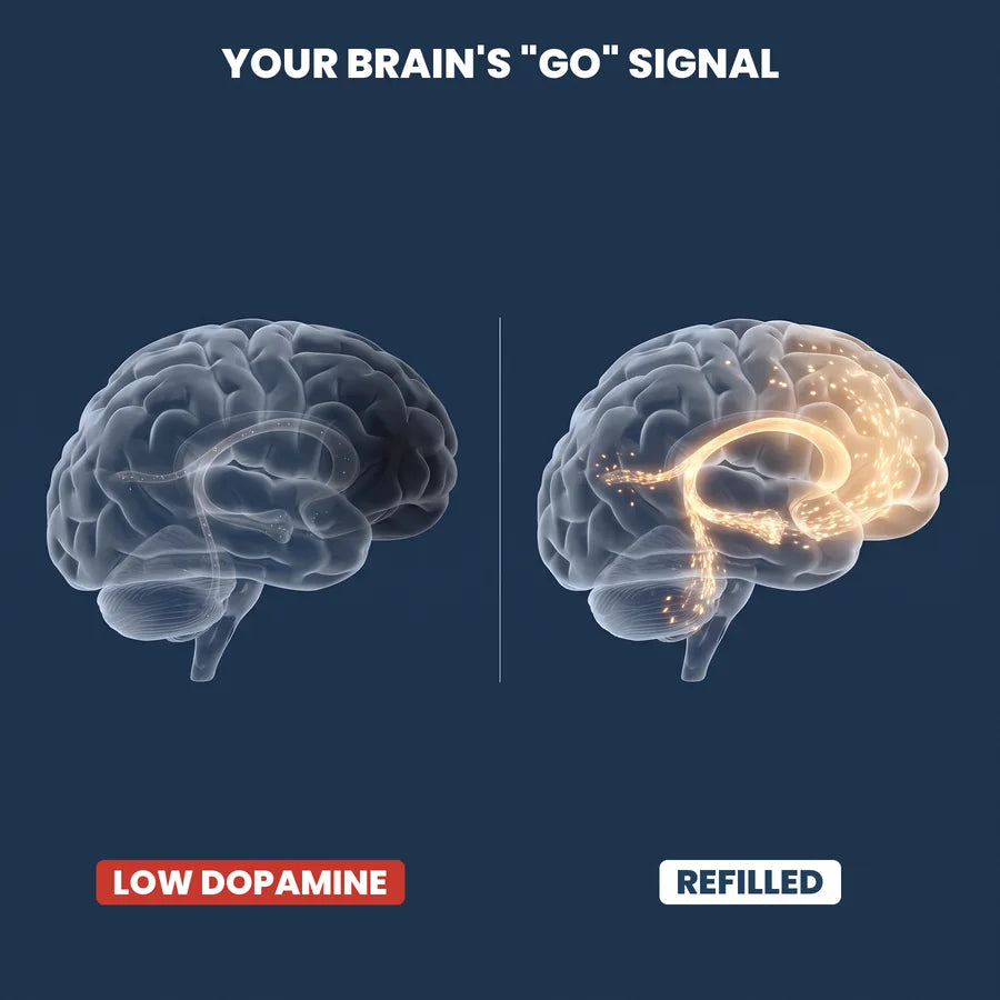 The brain's go signal: a dim low dopamine pathway next to a refilled glowing one