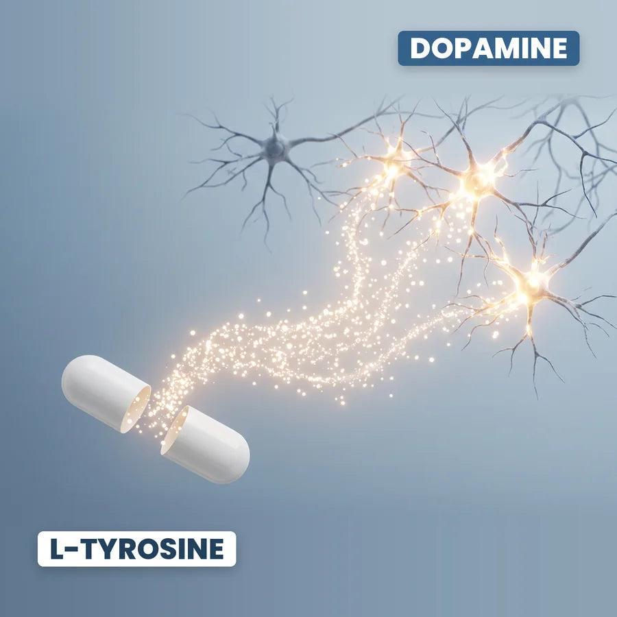 A capsule releasing L-Tyrosine into neurons that light up with dopamine